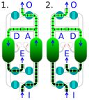압력순환흡착 애니메이션, (1)과 (2)는 번갈아 가며 흡착과 탈착을 보여줌