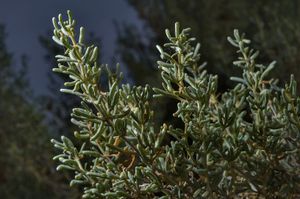 Seidlitzia rosmarinus