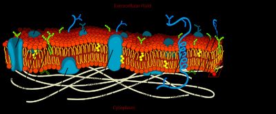세포막은 반투과성 지질 이중층으로 모든 살아있는 세포에 공통적으로 존재하며, 혈장막 또는 형질막이라고도 불린다. 세포막은 다양한 세포 과정에 관여하는 다양한 생체 분자, 주로 단백질과 지질을 포함한다.