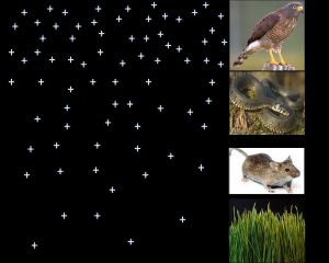 생물농축은 독성 화학 물질과 같은 물질이 먹이 사슬의 상위 수준의 내성이 있는 생물 조직에서 농도가 점점 증가하는 현상입니다.