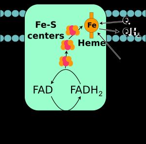 복합체 II 또는 석신산 탈수소효소.