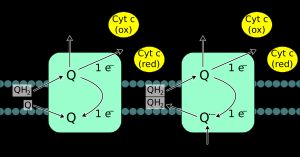 복합체 III (유비퀴논:사이토크롬 c 산화환원효소)에서 두 가지 전자전달 단계. 각 단계가 끝나면 유비퀴논(Q)은 복합체를 떠난다.