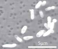 1.5 mM 인산염을 첨가한 배지에서 배양한 GFAJ-1 세포 (주사전자현미경 사진)