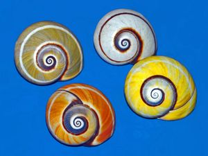 쿠바나무달팽이의 껍데기