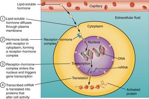 스테로이드 호르몬이 표적 세포에 결합하는 과정을 보여주는 흐름도
