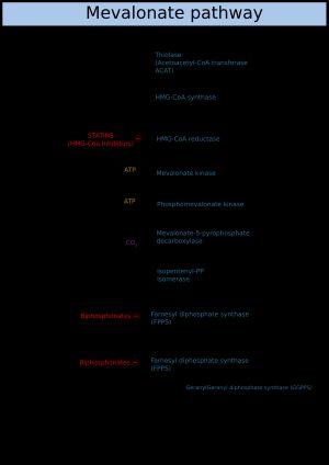 메발론산 경로: 이 그림은 기질로 또 다른 아세틸-CoA를 필요로 한다는 것을 보여주지 못하고 있다. 또한, 메발론산을 합성하는 효소인 HMG-CoA 환원효소는 2NADPH를 소비하고 하나의 환원된 CoA-SH를 방출한다.