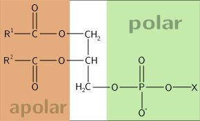 글리세로인지질은 지방산 지질 그룹(주황색), 글리세롤 백본(흰색), 3-인산 에스터(녹색)의 세 가지 구성 요소를 갖는다.