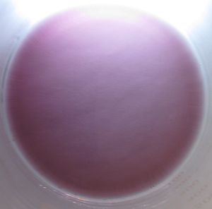 엑스트라 버진 올리브 오일 속의 C60, 순수 C60 용액의 특징적인 보라색을 보여줌