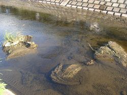 하천 정화를 위해 활성탄이 들어있는 자루를 하천 바닥에 설치한 모습. 대구리가와(大栗川)의 예시.