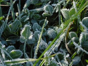 11월 공원 잔디의 서리