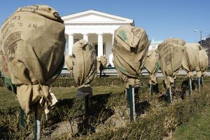 서리로부터 보호받는 장미 – 빈 폴크스가르텐