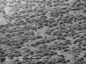 접착제 방울 분포의 저전압 현미경 사진 (300 V), 포스트잇에 대한 것임. 전도성 코팅이 적용되지 않았습니다. 이러한 코팅은 이러한 취약한 시료를 변경시킬 것입니다.