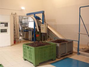 크로아티아의 올리브 오일 생산