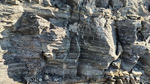 좌측 사진의 근경