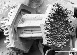 주사전자현미경(Scanning electron microscope)으로 촬영한 ‘캡드 컬럼(capped column)’형 눈송이 양 끝의 서리(rime frost)