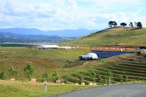 국립 수목원(National Arboretum Canberra)의 중국 튤립 나무(Chinese Tulip Tree) 식재지에서 남남동쪽을 바라본 모습.