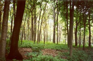 모튼 수목원의 숲 생태계