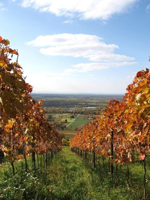 다름슈타트 남쪽의 포도밭 – 라인 평야를 향한 전망