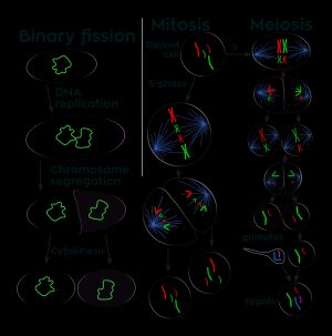 원핵세포는 이분법으로 분열하고, 진핵세포는 체세포 분열 또는 감수 분열로 분열한다.