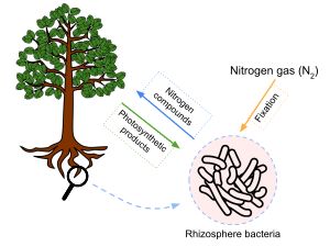 식물과 토양권에 서식하는 질소 고정 세균 사이의 상호 이익 관계