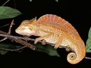 등에 돛이 있는 현존하는 파충류인 관뿔도마뱀