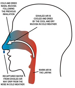 흡입된 공기는 젖고 따뜻한 비강 점막에 의해 가열되고 습윤되며, 결과적으로 점막은 차가워지고 건조해진다. 폐에서 따뜻하고 습한 공기가 코를 통해 내쉬어질 때, 차갑고 건조한 코의 흡습성 점액은 내쉰 공기의 따뜻함과 습기를 일부 다시 흡수한다. 매우 추운 날씨에는 재흡수된 물 때문에 "콧물이 흐르는" 현상이 발생할 수 있다.