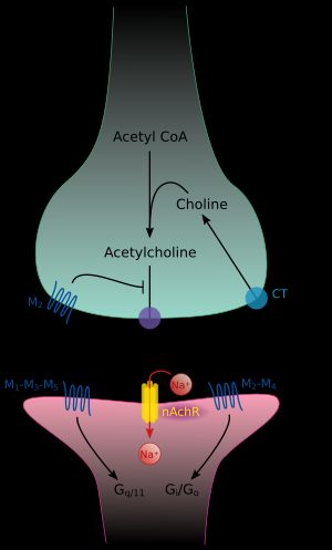 시냅스에서 아세틸콜린 처리. 아세틸콜린은 방출된 후 효소 아세틸콜린에스터레이스에 의해 분해된다.