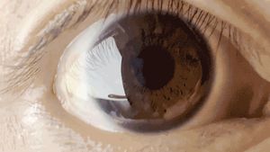 동공의 확장과 수축