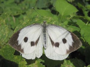 Pieris brassicae}})