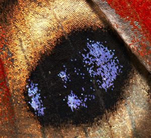 큰눈밤나비(Aglais io)의 날개 비늘 확대 사진