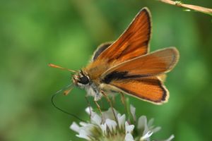 작은 갈색부전나비 수컷 (Thymelicus sylvestris)은 앞날개 윗면에 페로몬을 방출하는 "성표지"(검은색 선)를 가지고 있다.
