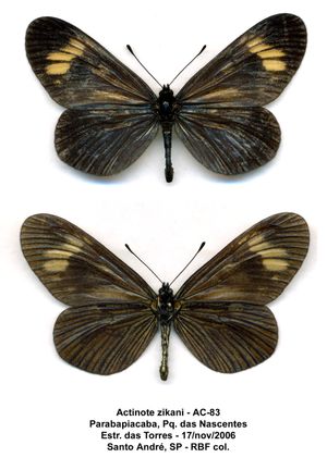 서식지 파괴로 인해 멸종 위기에 처한 Actinote zikani 종