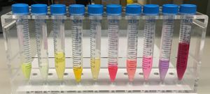 위 이미지의 형광 단백질의 백색광 이미지 또는 눈으로 보이는 이미지.