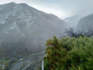 카르바차르(Karvachar) 근처의 마황속(Ephedra major) 관목