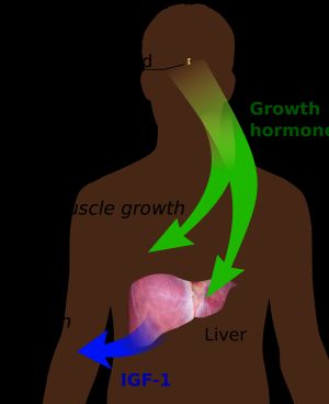 성장 조절의 주요 내분비 경로
