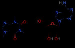 카페인은 뇌에서 아데노신 수용체의 길항제로 주로 작용한다.