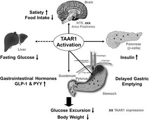 Diagram of TAAR1 organ-specific expression and function