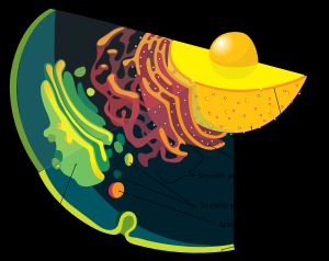 핵막을 가로지르는 핵공