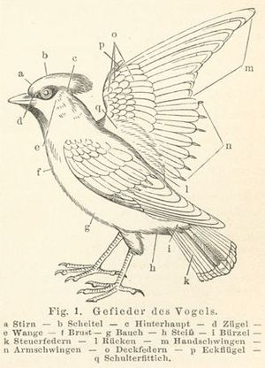 조류의 날개에서는 부위에 따라 각종의 기능을 담당한다, 여러 가지 형상의 깃털이 발달했다.
