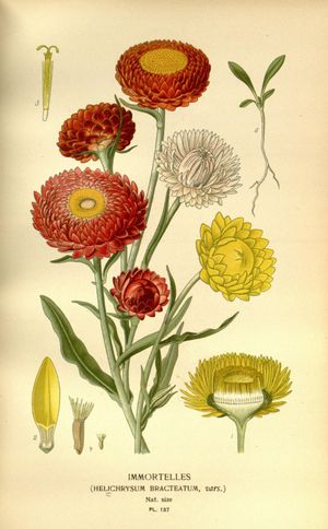 식물 그림, Xerochrysum (Helichrysum) bracteatum; No.1- 두상화서 [포린, 꽃, 수술
