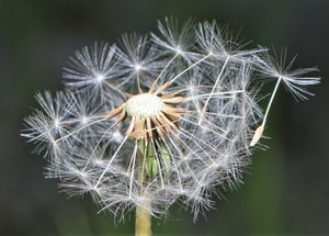 Taraxacum officinale 두상화서 및 수과 [종자-부리-정단판-관모