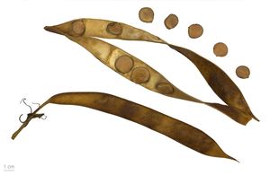 자귀나무( Bauhinia variegata) 꼬투리