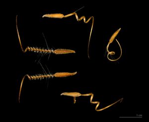 쥐손이풀( Erodium cicutarium) 수과와 나선형 까끄라기