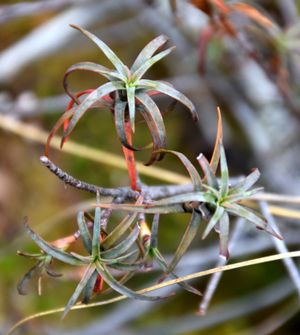 통가리로 국립공원의 네이네이(Dracophyllum recurvum)