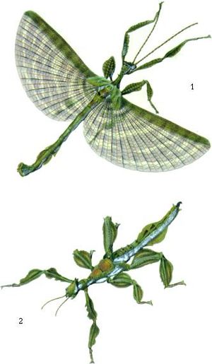 그의 저서 Phasma 속의 8번째 판으로, 가면귀뚜라미를 보여준다.