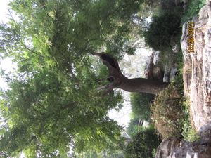 숭정제가 스스로 목숨을 끊었다고 알려진 나무의 현대 복제품