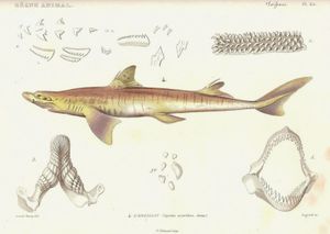 1828년판 동물계의 도판