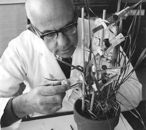 1970년대 초 밀진딧물 연구