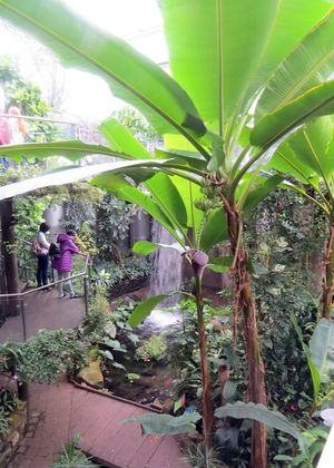 투후라 열대림(Tūhura Tropical Forest)은 다양한 종류의 열대 나비와 기타 열대 동식물을 특징으로 하는 몰입형 3층 높이의 시설입니다.