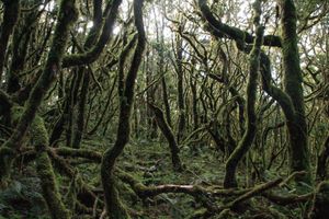 섬세한 이끼 숲, 필리핀 듈랑듈랑산